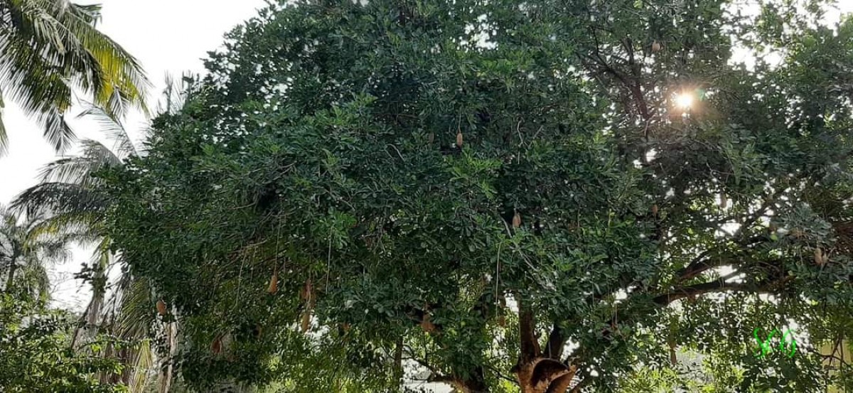 Kigelia africana subsp. africana